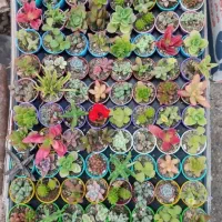 کاکتوس وساکولنت مینیاتوری طبیعی ویژه عید فروش