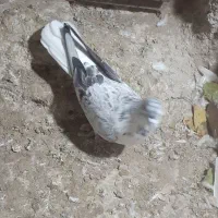 کفتر قاره دم سفید|پرنده|سراب, |دیوار