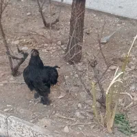 نیمچه مرغ برهما