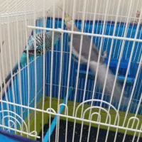 مرغ عشق و عروس هلندی