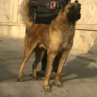 واگذاری سرابی نشان دار 11ماه