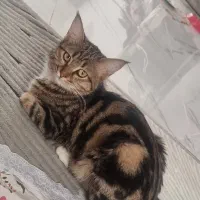 گربه گمشده محدوده بهمن اباد