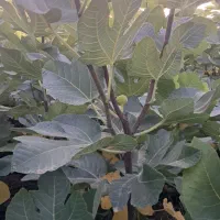 فروش نهال انجیر زعفرانی گلوگاه تضمینی