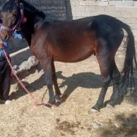 اسب نریون|اسب و تجهیزات اسبسواری|ایذه, |دیوار