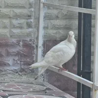 کبوتر|پرنده|چرام, |دیوار