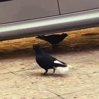 کبوتر اشعل ...سوسنگرد|پرنده|سوسنگرد, |دیوار