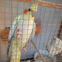 عروس هلندی
