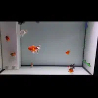 آکواریوم ماهی ریملس