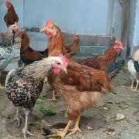 فروش خروس جوان