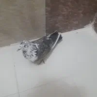 پرنده