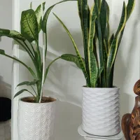 گل و گلدان اپارتمانی