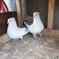 کبوتر دم بادمجانی|پرنده|میانه, |دیوار