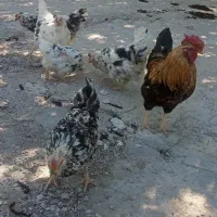 مرغ و خروس گلین