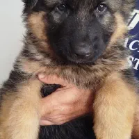 توله ژرمن شپرد شولاین