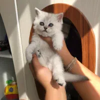 گربه بریتیش سیلور اصیل|گربه|تهران, شهرک غرب|دیوار