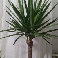 گل طبیعی یوکا