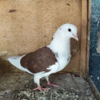 فروش یا معاوضه|پرنده|میناب, |دیوار