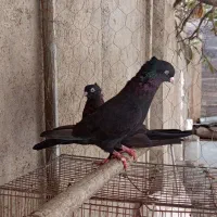 تعدادی کبوتر شهرستان