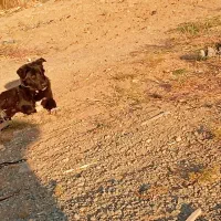 واگزاری|سگ|کرمانشاه, |دیوار