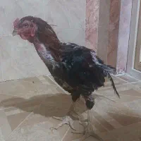 خورس لاری