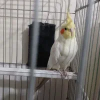 عروس هلندی|پرنده|تهران, شهرک رضویه|دیوار