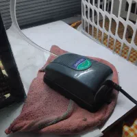 ماهی گوپی|ماهی|صوفیان, |دیوار