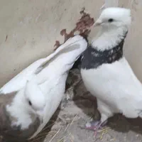 طوقی نامبروان