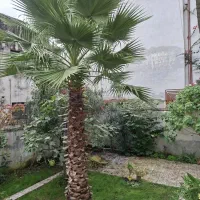 فروش نخل پالم بادبزنی|گل و گیاه طبیعی|آستارا, |دیوار