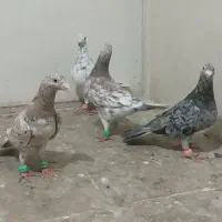 کفتر شهرستانی سرور آلمانی طوقی ۶ عدد