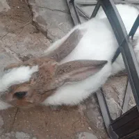 دوتا خرگوش نروماده