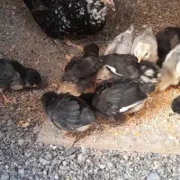 جوجه و مرغ و خروس گلین اصل|حیوانات مزرعه|مشهد, کوشش|دیوار