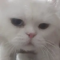 گربه پرشین نر