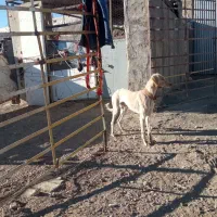 واگذاری تازی