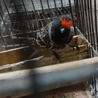 سهره نر کهنه درجه یک