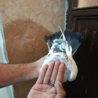 کبوتر|پرنده|نوشین شهر, |دیوار