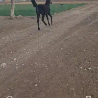 کره نریان کرد|اسب و تجهیزات اسب‌سواری|فلاورجان, |دیوار