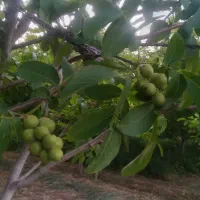 ۴ کیسه جو دیمه و ۳ کیسه کنسانتره شیری
