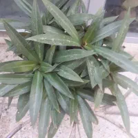 حراج گلهای آپارتمانی|گل و گیاه طبیعی|قزوین, |دیوار