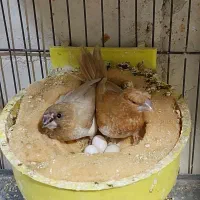 فنچ بنگالی جفت مولد