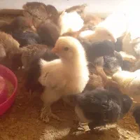 جوجه برهما و محلی