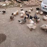 اردک درشت|حیوانات مزرعه|آبسرد, |دیوار