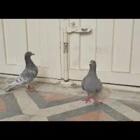 نر و ماده الماسی و خط سفید