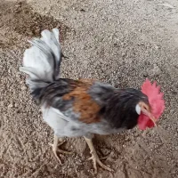 خروس محلی خوش رنگ