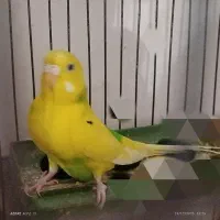 مرغ عشق|پرنده|گلستان (تهران), |دیوار