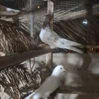 کبوتر