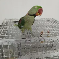 شاه طوطی|پرنده|سلطانیه, |دیوار