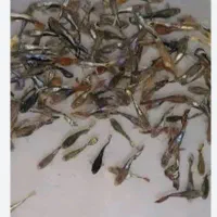 ماهی گوپی|ماهی|شیراز, درکی|دیوار