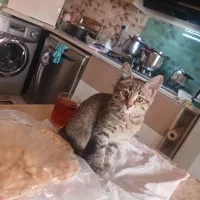 گربه ماده ۳ ماهه اهلی بازیگوش