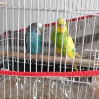 مرغ عشق|پرنده|کرمان, |دیوار