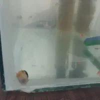 حلزون سیب|ماهی|اسفراین, |دیوار